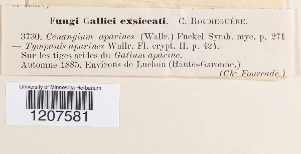 Cenangium aparines image