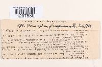 Cenangium ferruginosum image