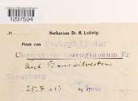 Cenangium ferruginosum image