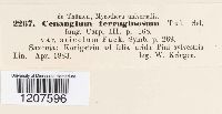 Cenangium ferruginosum image