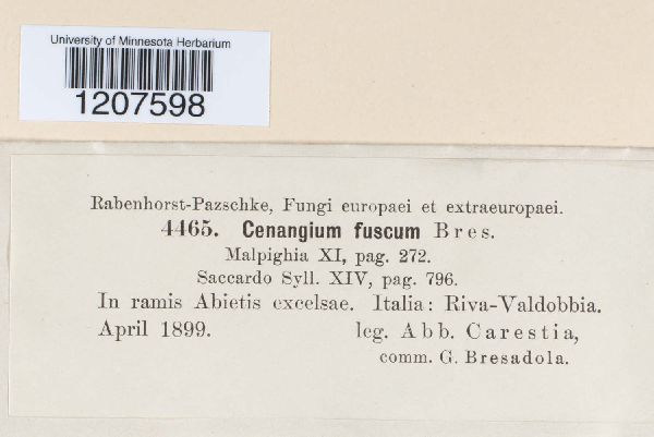 Cenangium fuscum image