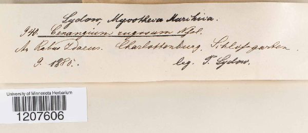 Cenangium rugosum image