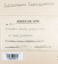 Cenangium ferruginosum image