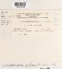 Ceratocystis pilifera image