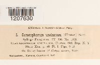 Thumbnail image of current specimen