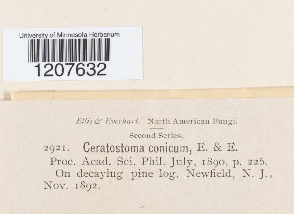 Ceratostoma conicum image