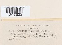 Media resource of Ceratostoma conicum