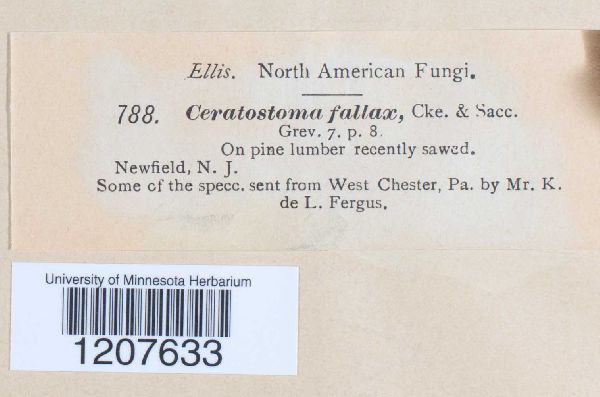 Ceratostoma fallax image