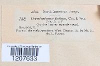 Media resource of Ceratostoma fallax