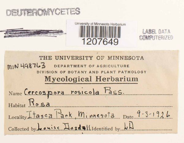 Cercospora rosicola image