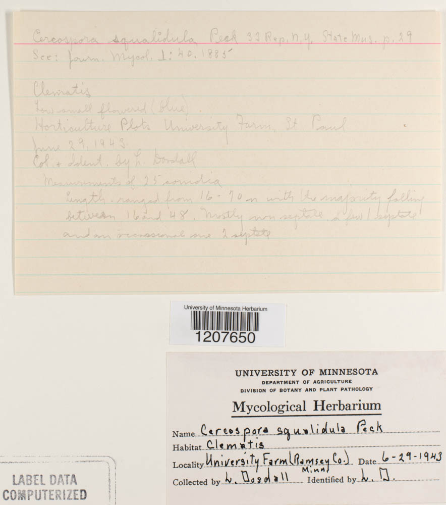 Cercospora squalidula image