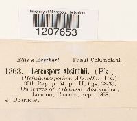 Cercospora absinthii image
