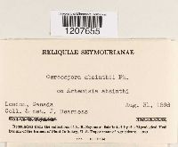 Cercospora absinthii image