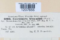 Cercospora absinthii image