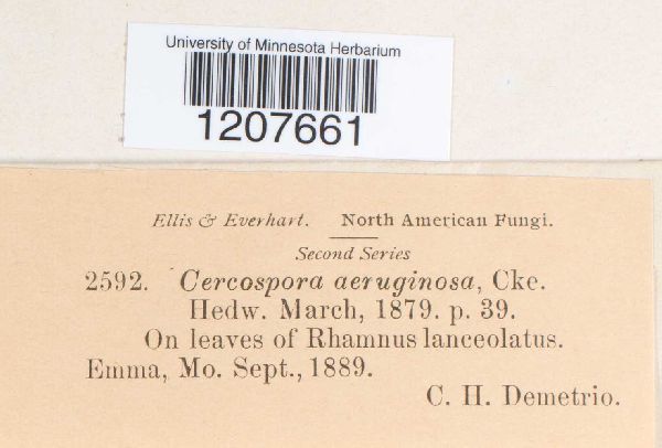 Cercospora aeruginosa image