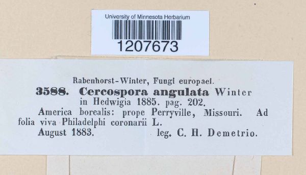 Cercospora ribis image