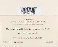 Cercospora apii image