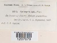 Cercospora apii image