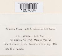 Cercospora apii image