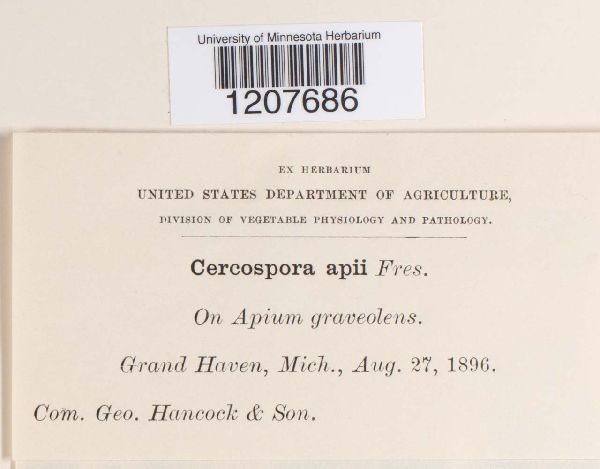 Cercospora apii image