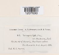 Cercospora apii image