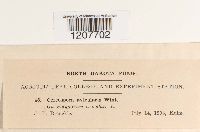 Cercospora avicularis image