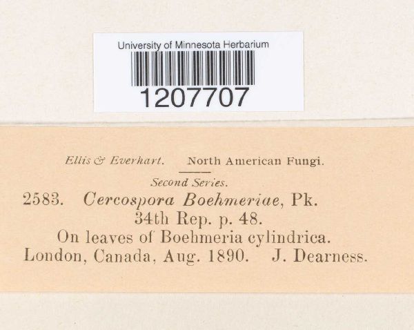 Cercospora boehmeriae image