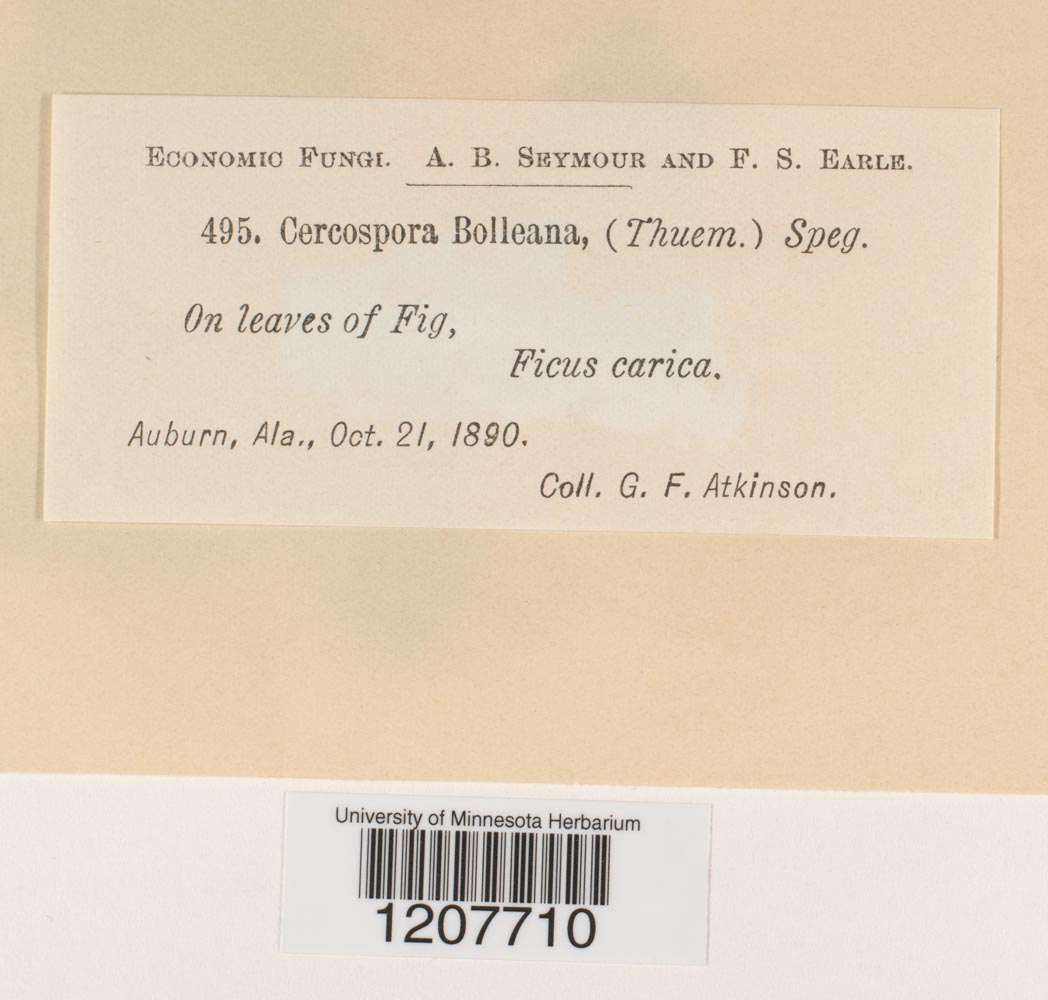 Cercospora bolleana image