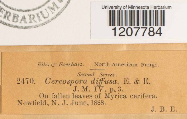 Cercospora diffusa image