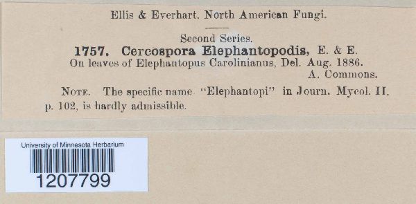 Cercospora elephantopodis image