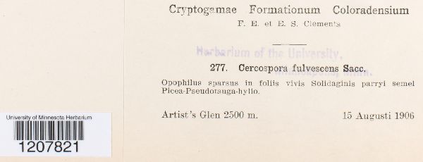 Cercospora fulvescens image