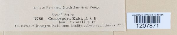 Cercospora kaki image
