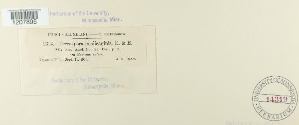 Cercospora medicaginis image