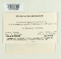 Cercospora medicaginis image