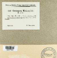 Cercospora medicaginis image