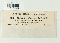 Cercospora medicaginis image