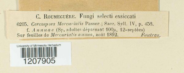 Cercospora mercurialis image