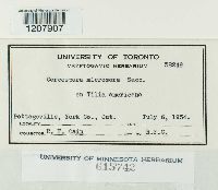 Mycosphaerella millegrana image