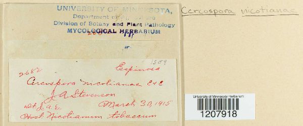 Cercospora nicotianae image