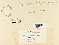 Cercospora petersii image