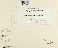 Cercospora petersii image