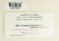 Cercospora petersii image