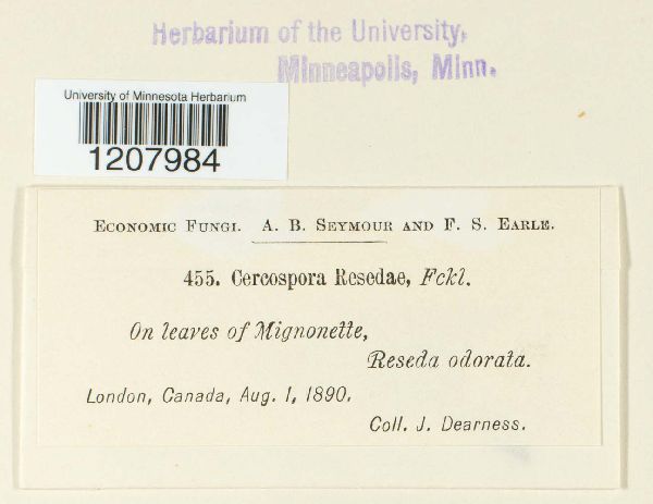 Cercospora resedae image