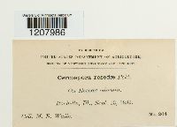 Cercospora resedae image