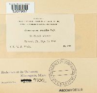 Cercospora resedae image