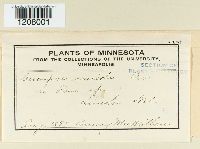 Cercospora rosicola image