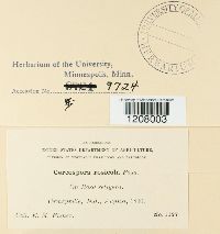 Cercospora rosicola image