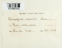 Cercospora rosicola image