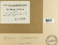 Image Associated With the Occurrence