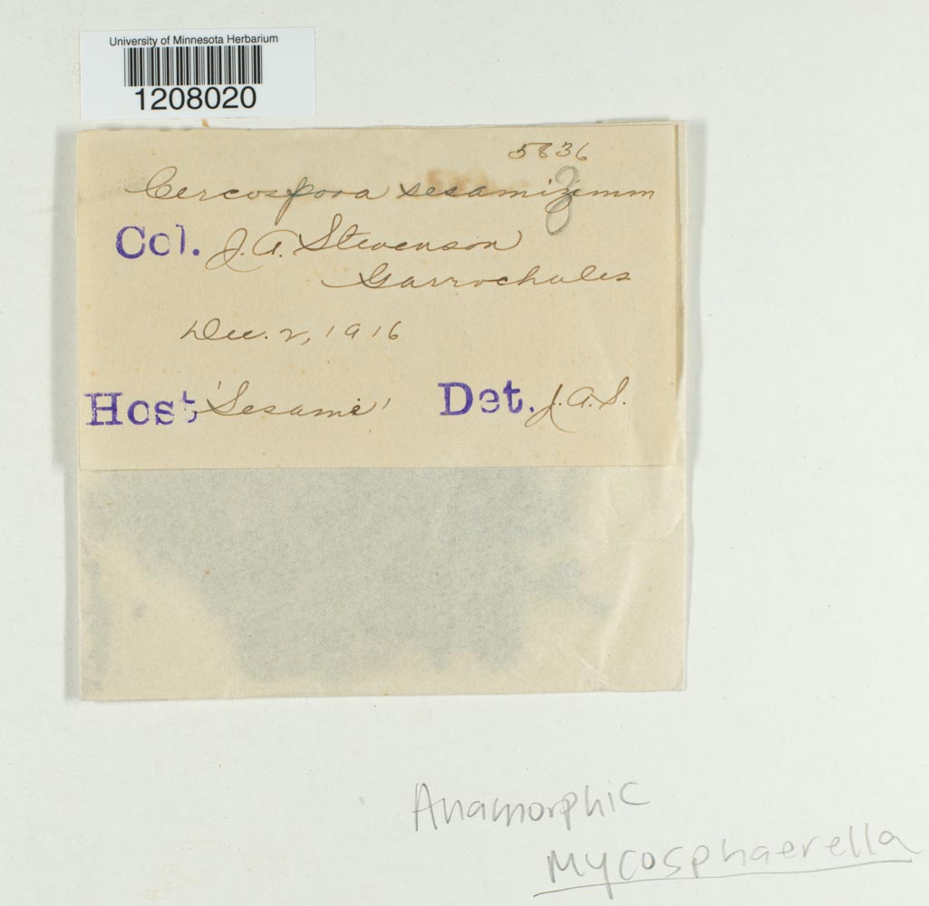 Cercospora sesami image